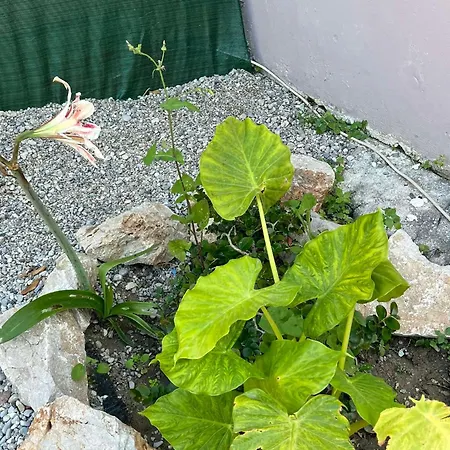 Sunny House בית נופש קרמסטי