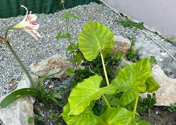 Sunny House 別荘 クレマスティ